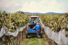 A rear view of tractor with farmers in vineyard, grape harvest concept.