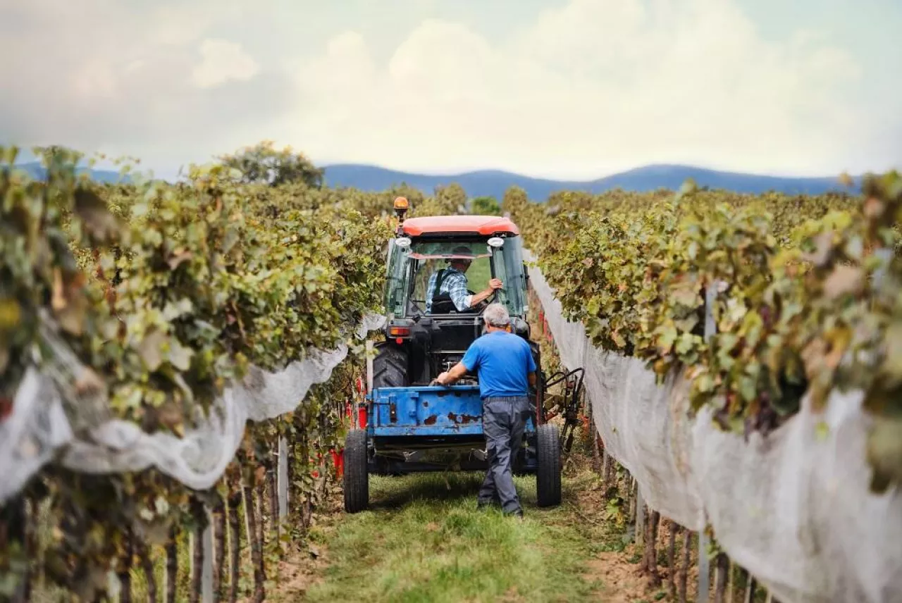 A rear view of tractor with farmers in vineyard, grape harvest concept.
