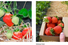 Truskawki odmiany Flair i Twist na zbiór przyspieszony