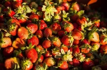 2 miliony truskawek zgniło na polu