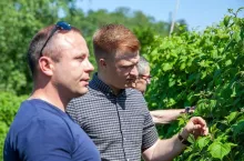 Krzem firmy Amagro, działanie na owoce miękkie