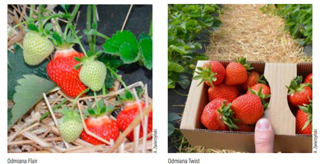 Truskawki odmiany Flair i Twist na zbiór przyspieszony