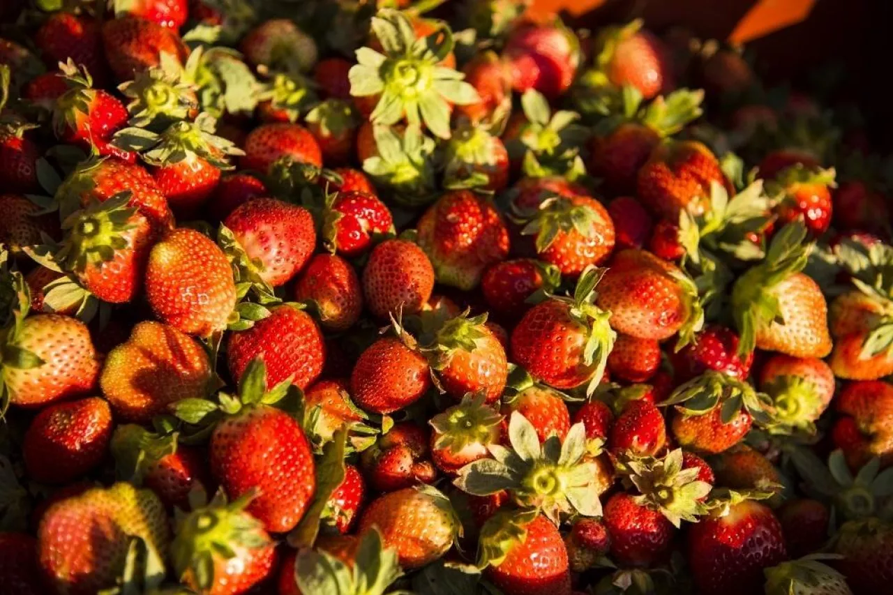 2 miliony truskawek zgniło na polu