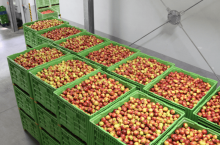 koszty magazynowania jabłek