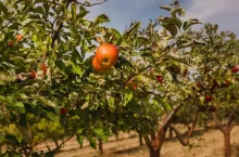 Powierzchnia sadów w Dolnej Saksonii