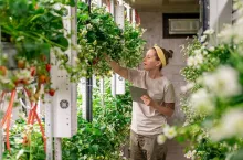 wertykalne rolnictwo upada