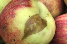 choroby przechowalnicze jabłek