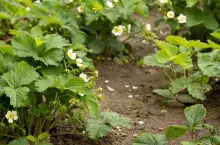 Komunikat jagodowy Bayer