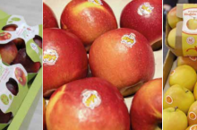odmiany jabłek klubowych