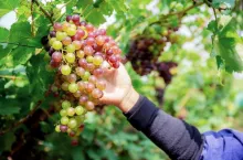 Zbiory Winogron 2022/23