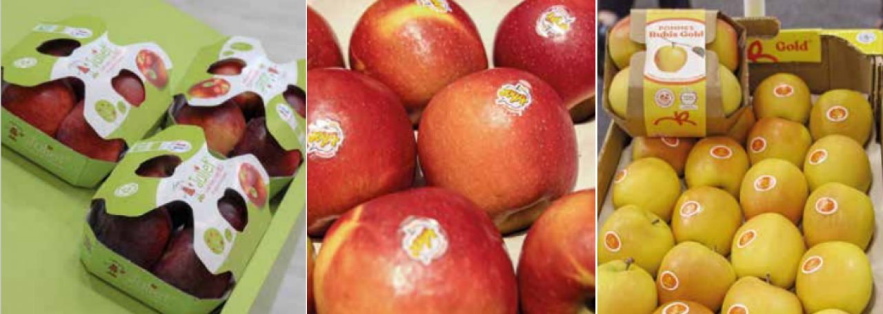 odmiany jabłek klubowych