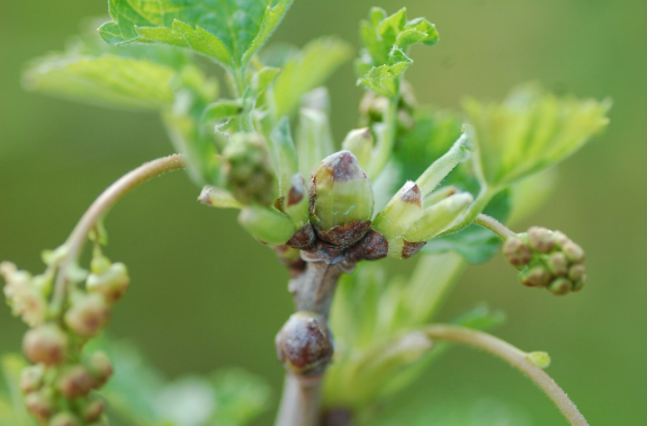 Żerowanie wielkopąkowca