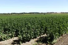 Plantacja mateczna sadzonek porzeczki czarnej