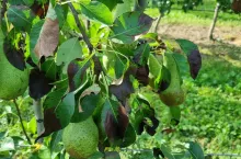 W drugiej połowie lata w wielu sadach gruszowych widoczne były czerniejące liście, w wielu przypadkach był to efekt stresu wywołanego wysoką temperaturą powietrza, niekiedy suszą