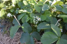 Truskawka odmiany ”Allegro”