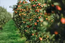 Czas na zrównoważoną produkcję owoców