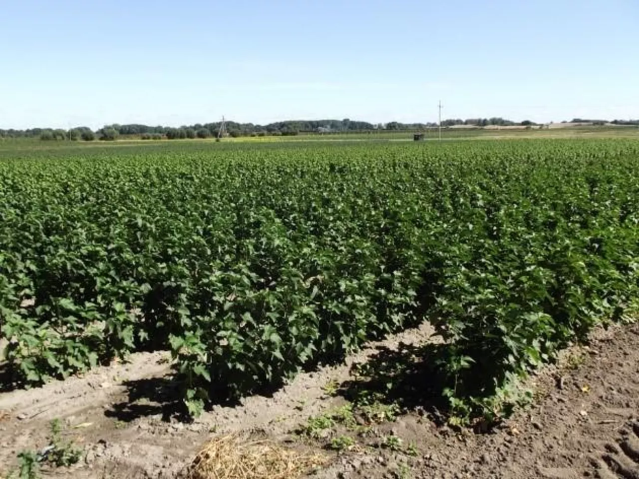 Plantacja mateczna sadzonek porzeczki czarnej