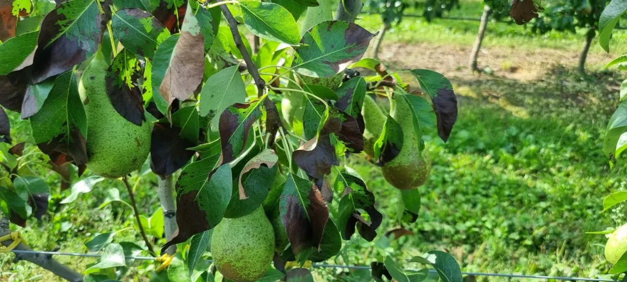 W drugiej połowie lata w wielu sadach gruszowych widoczne były czerniejące liście, w wielu przypadkach był to efekt stresu wywołanego wysoką temperaturą powietrza, niekiedy suszą