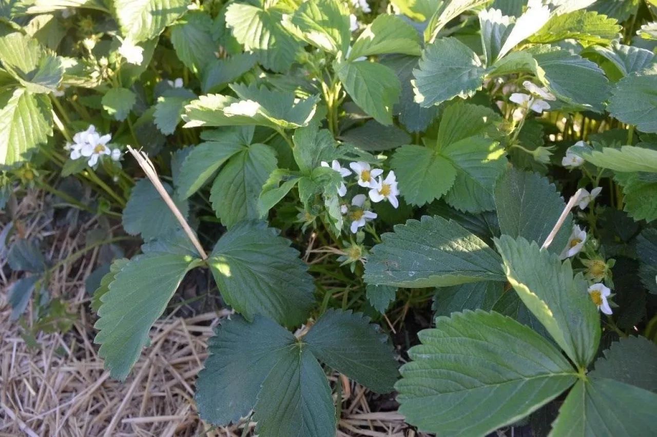 Truskawka odmiany ”Allegro”