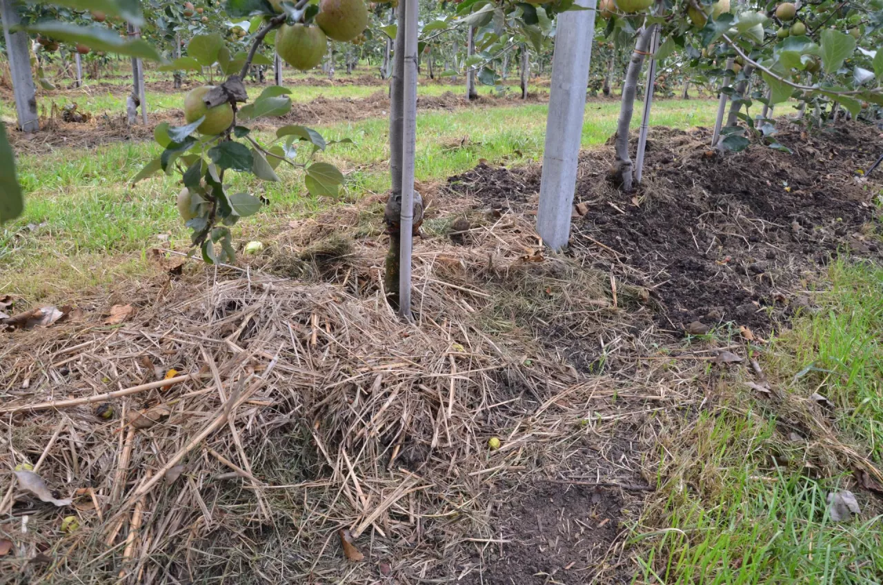 Ściółki organiczne wpływają na fizykochemiczne właściwości gleby w sadzie