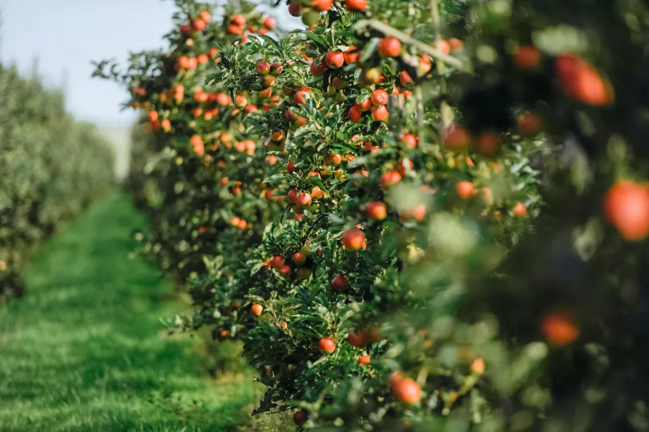 Czas na zrównoważoną produkcję owoców