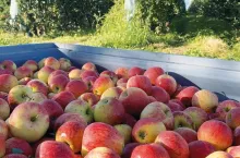 Odmiana Coeur de Reine