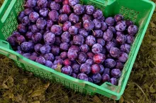 Sezon śliwek 2022 zbiory, chłodnia