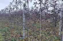 Kwatera jabłoni odmiany Jonagold w trakcie jesiennego zrzucania liści