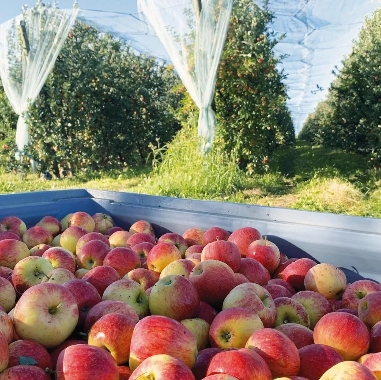 Odmiana Coeur de Reine