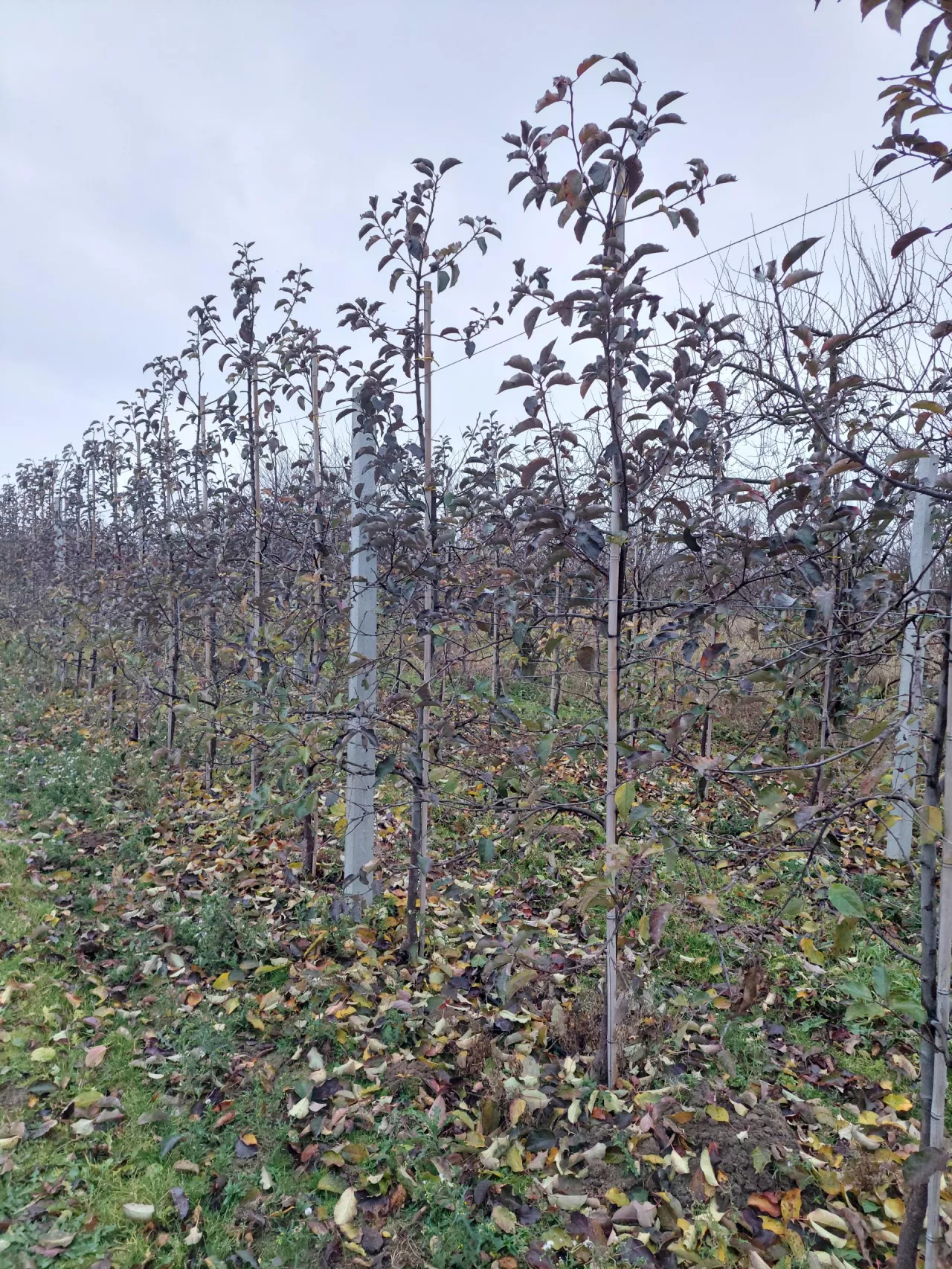 Kwatera jabłoni odmiany Jonagold w trakcie jesiennego zrzucania liści
