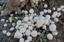 Nawozy wapniowe stosujemy w celu uregulowania pH gleby, dostarczenia wapnia dla roślin i uzupełnienia go w kompleksie sorpcyjnym