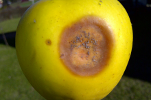 Gorzka zgnilizna na jabłkach