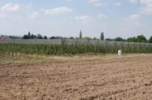 Po przyoraniu nawozów zielonych pole należy wyrównać i starannie zebrać kamienie