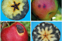 Choroby przechowalnicze