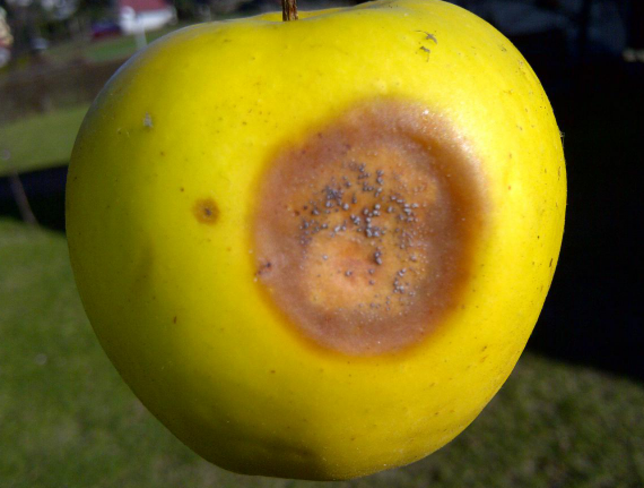 Gorzka zgnilizna na jabłkach