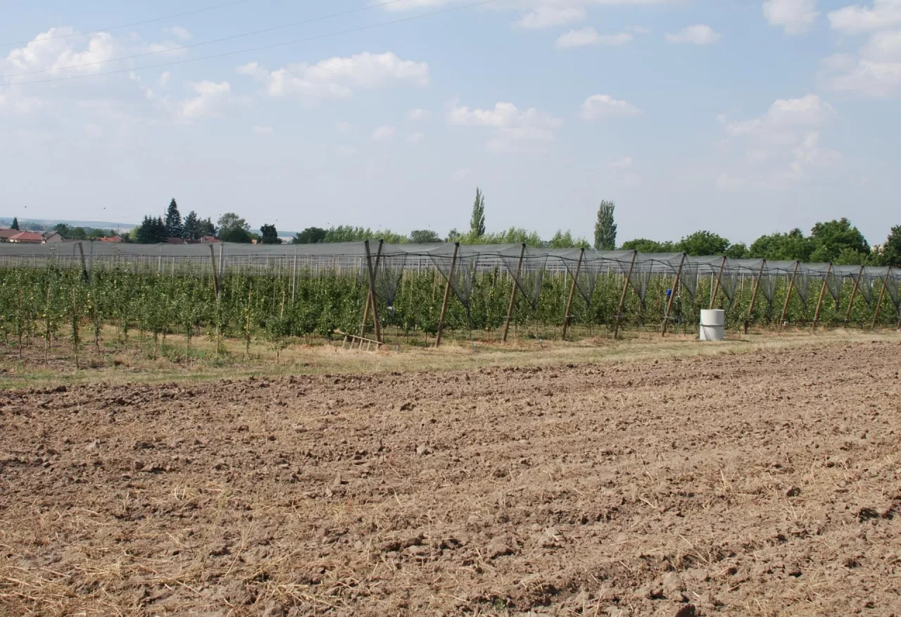 Po przyoraniu nawozów zielonych pole należy wyrównać i starannie zebrać kamienie