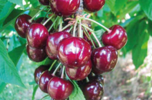 Odmiana czereśni Vera