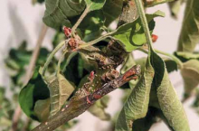 Zwijanie lisci, objawy chorobowe