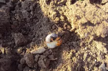 Pędraki chrabąszczy to jedne z najczęstszych szkodników glebowych zagrażających plantacjom jagodowym, szkółkom i młodym sadom