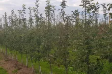 Coraz częściej spotykamy sady, w których drzewka są wiązane bezpośrednio do drutów