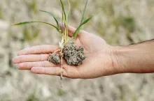 Ubezpieczenia od suszy