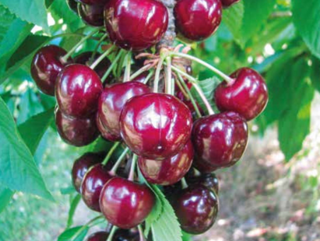 Odmiana czereśni Vera