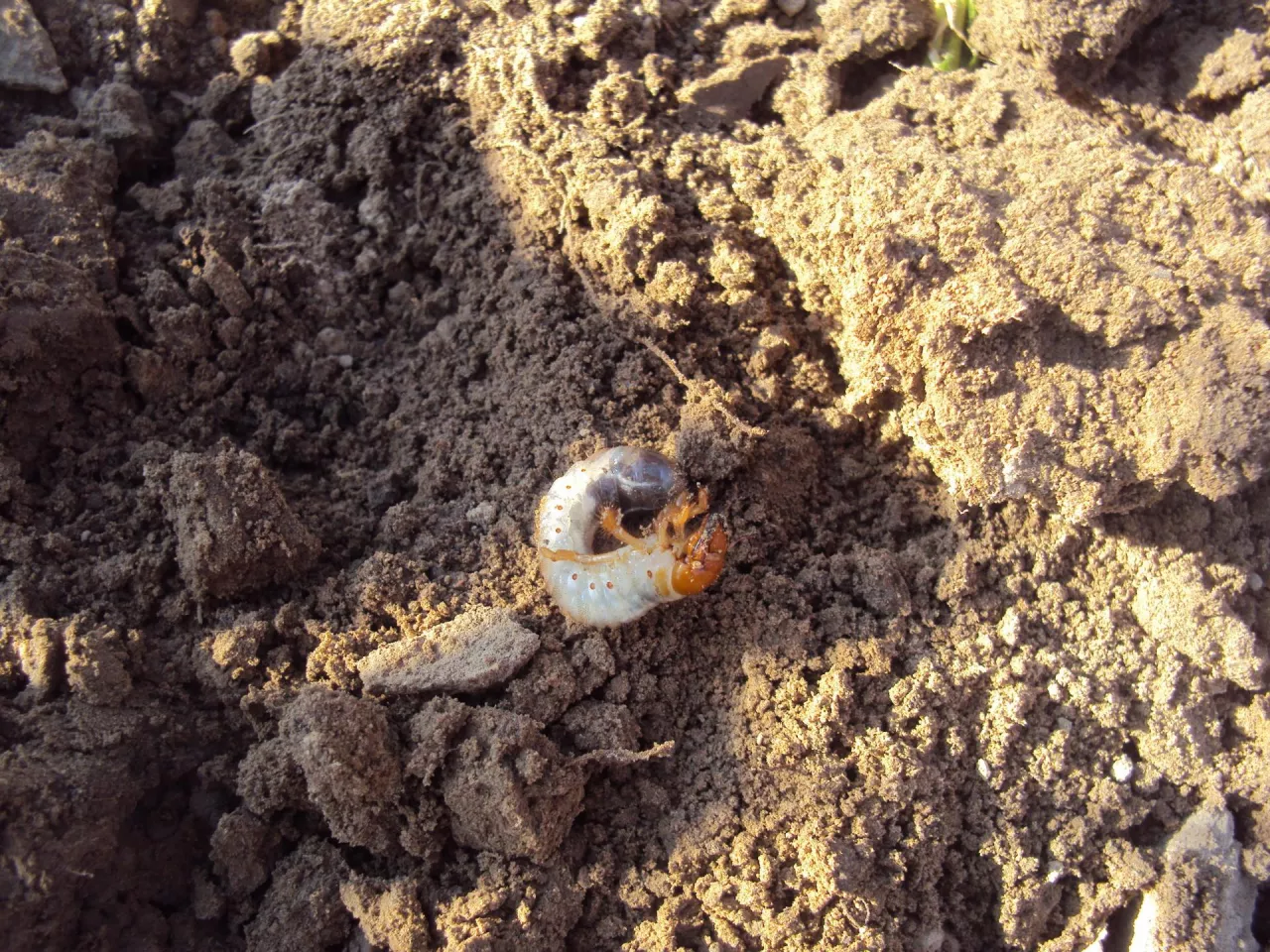 Pędraki chrabąszczy to jedne z najczęstszych szkodników glebowych zagrażających plantacjom jagodowym, szkółkom i młodym sadom