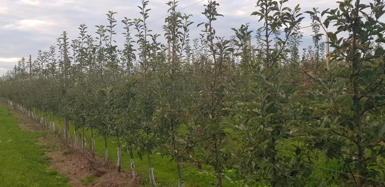 Coraz częściej spotykamy sady, w których drzewka są wiązane bezpośrednio do drutów