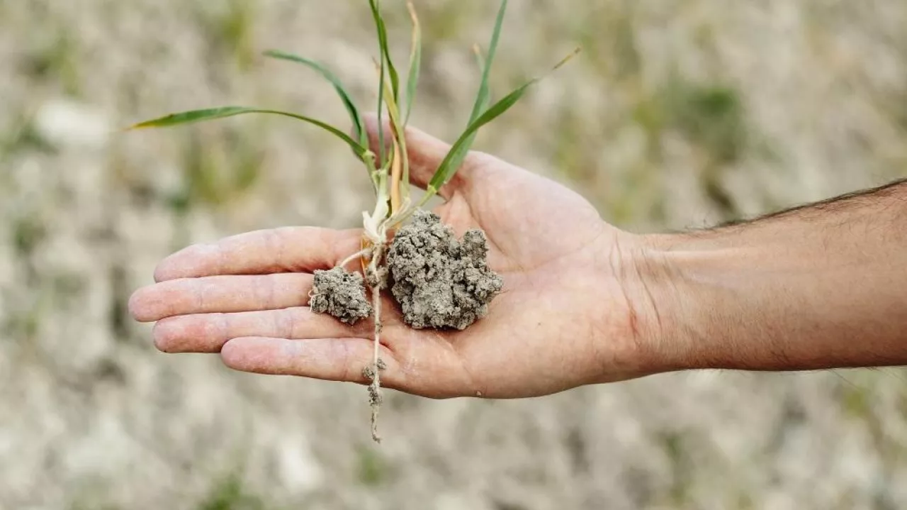 Ubezpieczenia od suszy