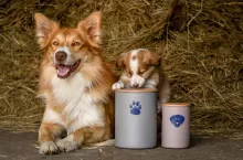 Pojemniki na karmę lub na przekąski dla psów i kotów masalski_pl
