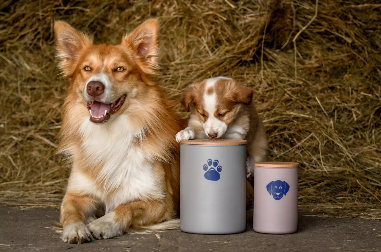 Pojemniki na karmę lub na przekąski dla psów i kotów masalski_pl