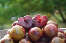 Lovita odmiana Śliwek