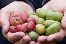 Uprawa minikiwi w Polsce