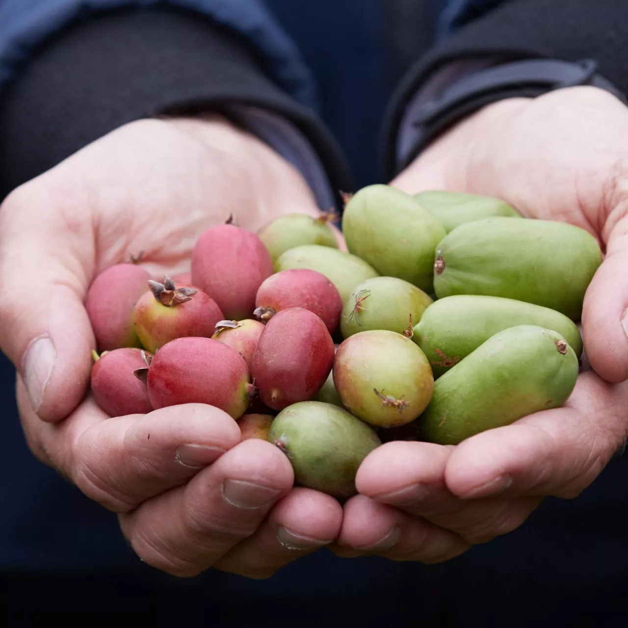 Uprawa minikiwi w Polsce